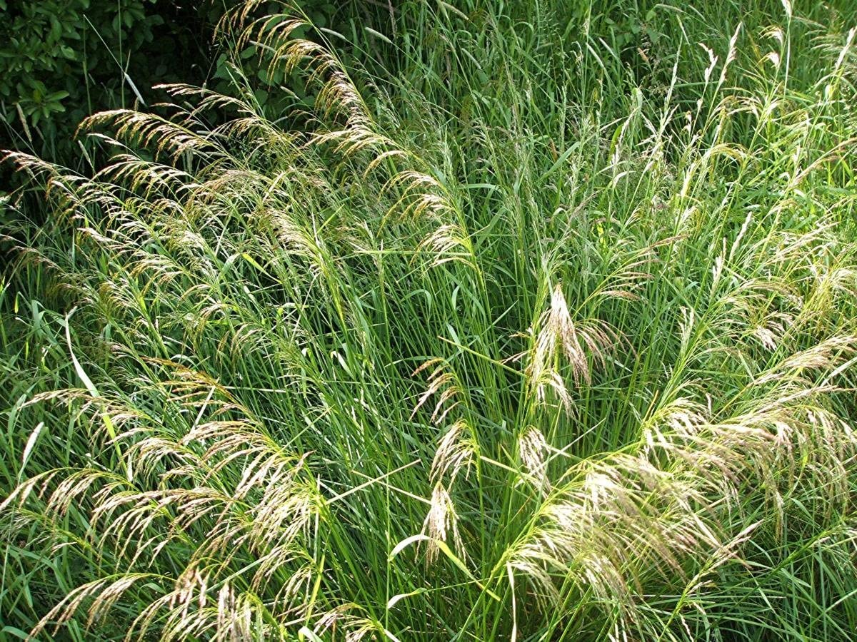 Deschampsia cespitosa 'Pixie Fountain'
